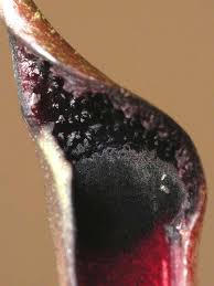 Attēlu rezultāti vaicājumam “Cribraria ferruginea macro”