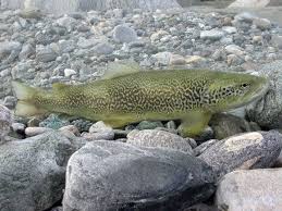 Image result for Salmo marmoratus
