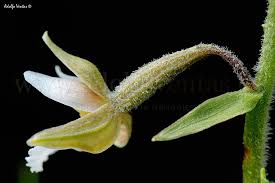 Attēlu rezultāti vaicājumam “Epipactis palustris bud”