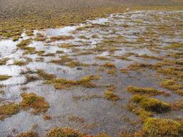 Attēlu rezultāti vaicājumam “Leiocolea heterocolpos”