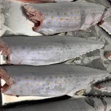 Image result for Scomberomorus maculatus