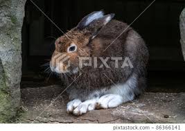 Attēlu rezultāti vaicājumam “Lepus timidus”