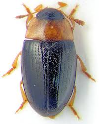 Attēlu rezultāti vaicājumam “Triplax aenea”