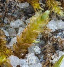 Attēlu rezultāti vaicājumam “Calliergonella lindbergii”