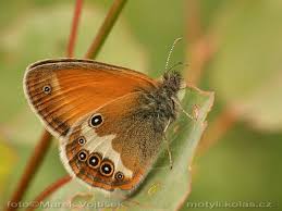 Attēlu rezultāti vaicājumam “Coenonympha arcania”