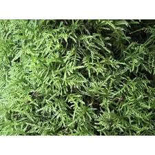 Attēlu rezultāti vaicājumam “Eurhynchium praelongum”