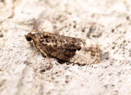 Attēlu rezultāti vaicājumam “Apotomis betuletana”