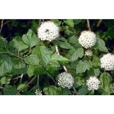 Attēlu rezultāti vaicājumam “Physocarpus opulifolius”