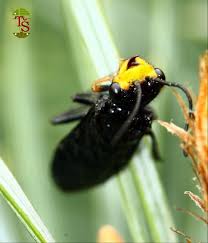 Attēlu rezultāti vaicājumam “Acantholyda erythrocephala”