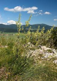 Attēlu rezultāti vaicājumam “Silene otites”