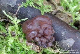 Attēlu rezultāti vaicājumam “Ascotremella faginea”