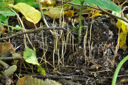 Attēlu rezultāti vaicājumam “Macrotyphula juncea”