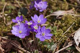 Attēlu rezultāti vaicājumam “Hepatica nobilis flower”