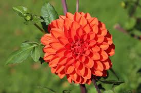 Image result for Dahlia x pinnata `Redskin`
