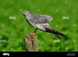 Attēlu rezultāti vaicājumam “Circus pygargus”