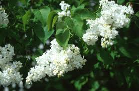 Attēlu rezultāti vaicājumam “Syringa vulgaris flower”
