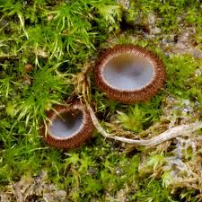 Attēlu rezultāti vaicājumam “Humaria hemisphaerica”