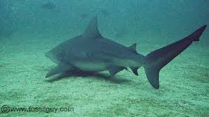 Image result for Carcharhinus