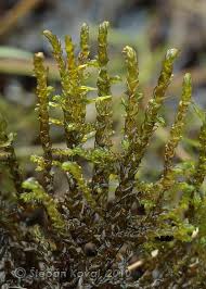 Attēlu rezultāti vaicājumam “Scorpidium scorpioides”