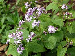 Attēlu rezultāti vaicājumam “Lunaria rediviva fruit”