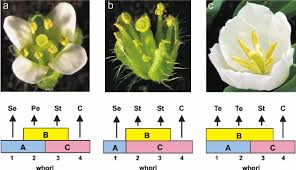 Attēlu rezultāti vaicājumam “Capsella bursa-pastoris flower”