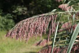 Attēlu rezultāti vaicājumam “Phragmites communis flower”