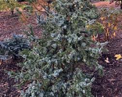 Attēlu rezultāti vaicājumam “Picea abies fo. virgata fruit”