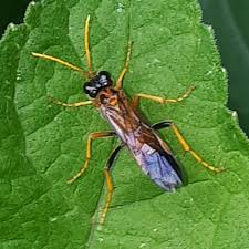 Attēlu rezultāti vaicājumam “Tenthredo campestris”