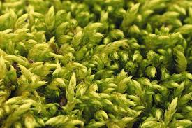 Attēlu rezultāti vaicājumam “Brachythecium”