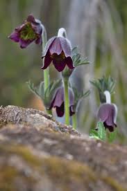 Attēlu rezultāti vaicājumam “Pulsatilla pratensis”