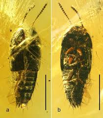 Attēlu rezultāti vaicājumam “Tachyporus sp.”