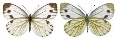 Attēlu rezultāti vaicājumam “Pieris napi female”