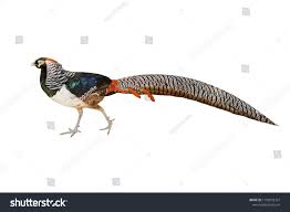 Image result for Chrysolophus amherstiae