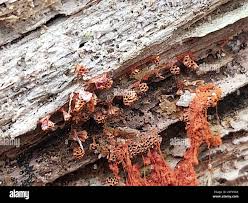 Attēlu rezultāti vaicājumam “Metatrichia vesparia”