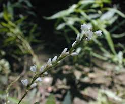 Attēlu rezultāti vaicājumam “Persicaria hydropiper leaf”