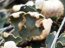 Attēlu rezultāti vaicājumam “Peltigera malacea”