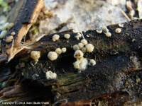 Attēlu rezultāti vaicājumam “Hypocrea gelatinosa”