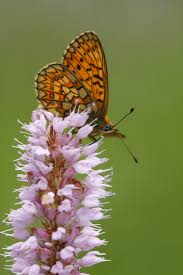 Attēlu rezultāti vaicājumam “Boloria eunomia underside”