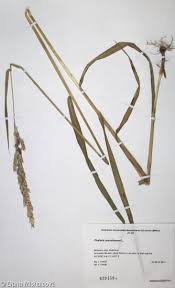 Attēlu rezultāti vaicājumam “Phalaroides arundinacea”