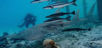 Image result for Rhynchobatus australiae