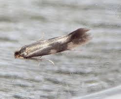 Attēlu rezultāti vaicājumam “Bucculatrix rhamniella”