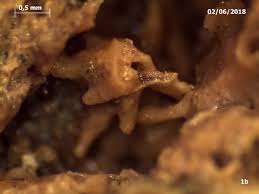 Attēlu rezultāti vaicājumam “Hemitrichia sordivesiculosa sessile”