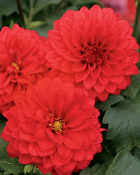 Image result for Dahlia hybrid.