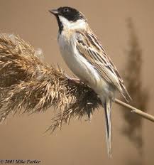 Image result for Emberiza pallasi