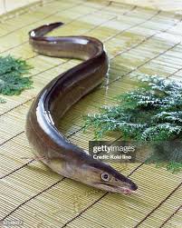 Image result for Conger conger
