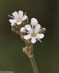 Attēlu rezultāti vaicājumam “Gypsophila fastigiata flower”