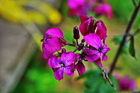 Attēlu rezultāti vaicājumam “Lunaria annua flower”