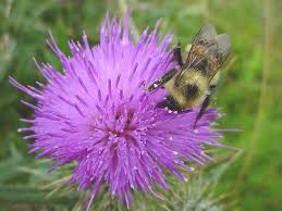 Attēlu rezultāti vaicājumam “Cirsium vulgare”