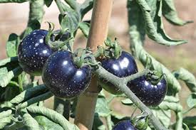 Attēlu rezultāti vaicājumam “Lycopersicon esculentum”