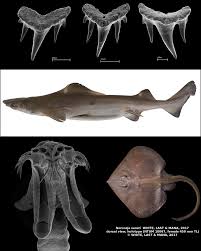 Image result for Scylliogaleus quecketti